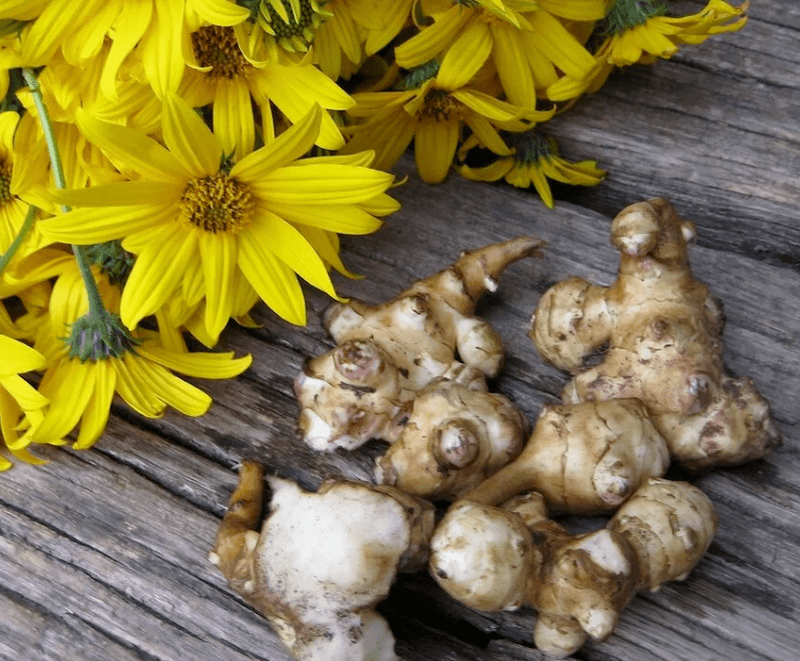 Topinambur zur Zubereitung von frisch gepresstem Saft gegen Parasiten
