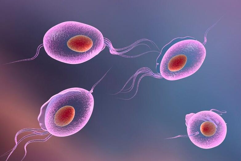 Der Parasit Trichomonas lebt im menschlichen Urogenitalsystem