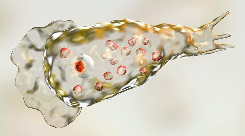 Die Amöbe Naegleria fowlera lebt im menschlichen Gehirn und ist ein tödlicher Parasit