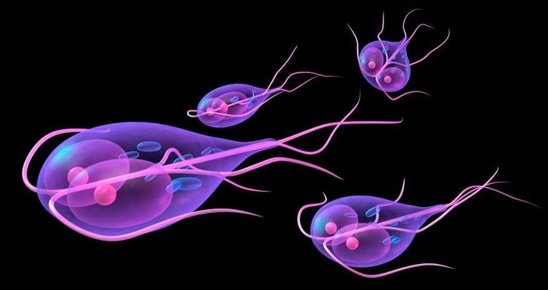 Giardia, die im menschlichen Dünndarm lebt.
